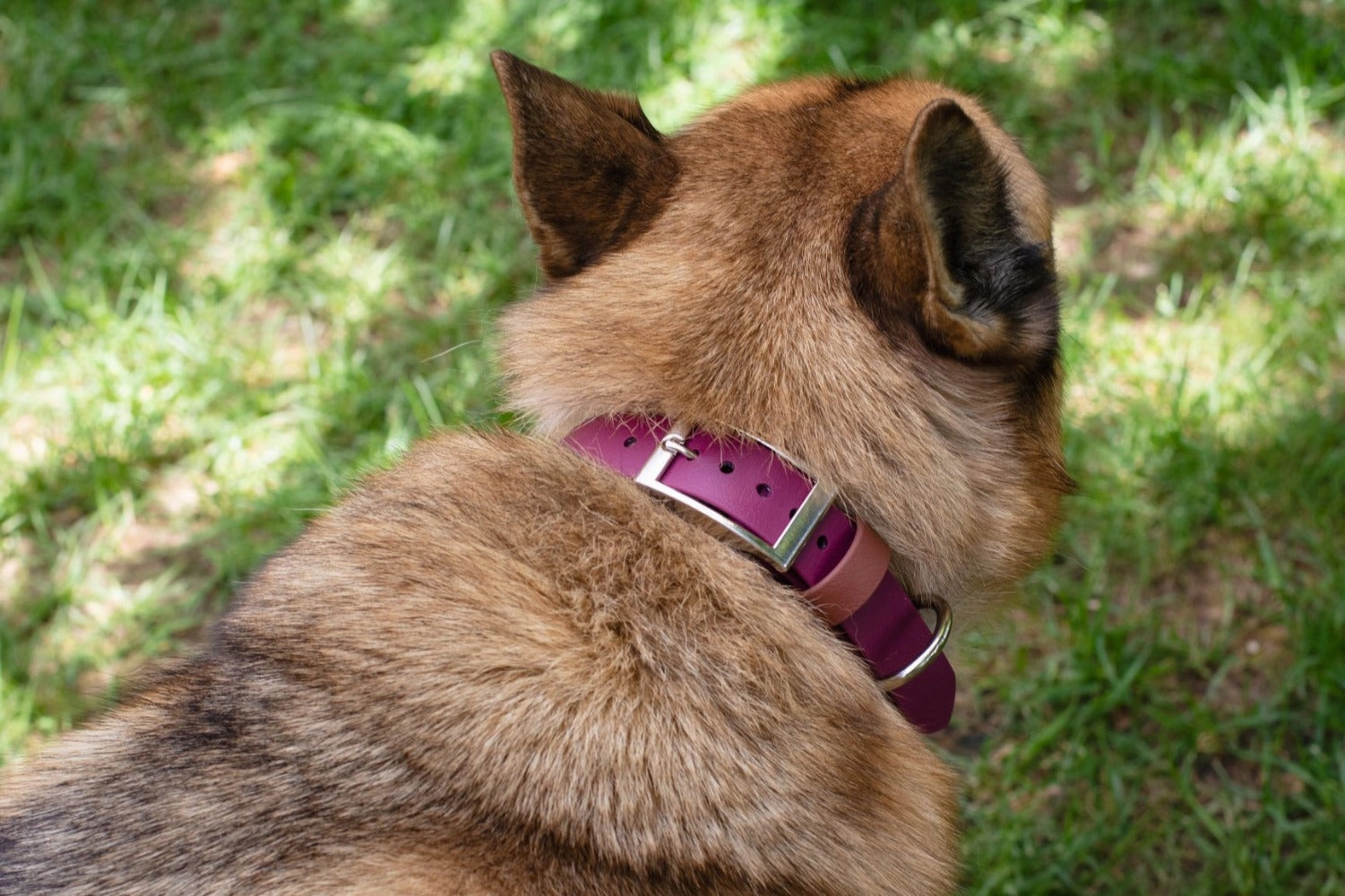 1" Waterproof Stainless Steel Buckle Martingale Collar