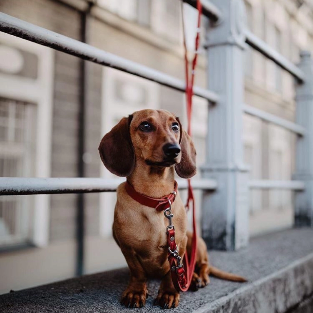Butter Leather 3x Adjustable Dog Leash - Chili Red