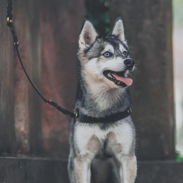 Butter Leather Dog Harness - Classic Brown