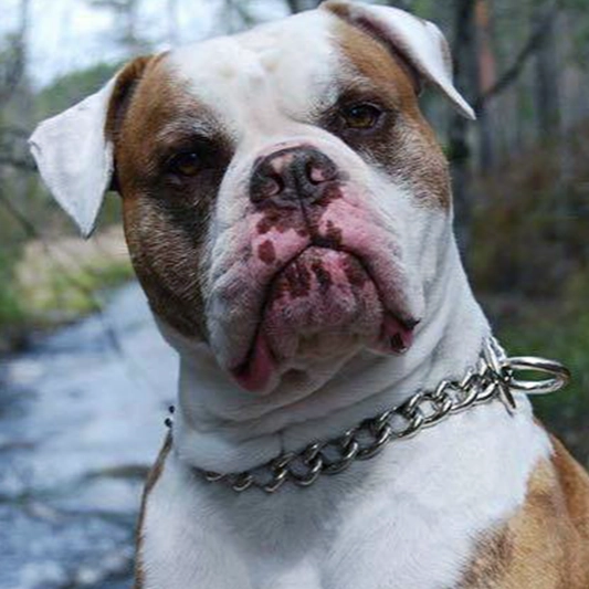 Chain Dog Collar - Titan Ultra Heavy Chain Link