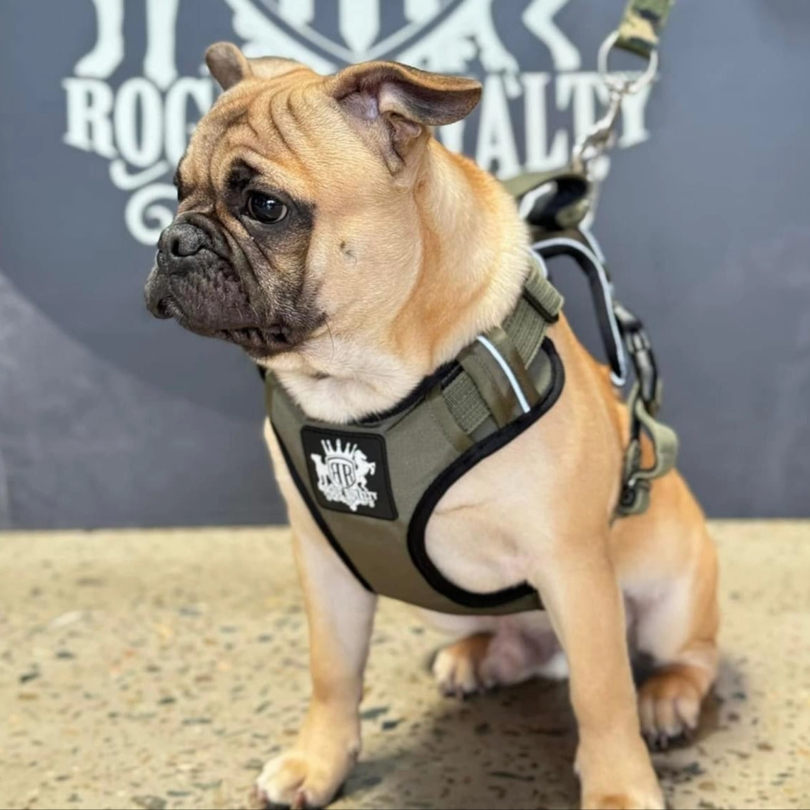 Dog Harness - Active X Green