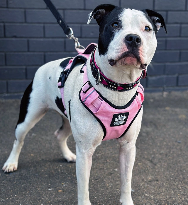 Dog Harness - Active X Pink