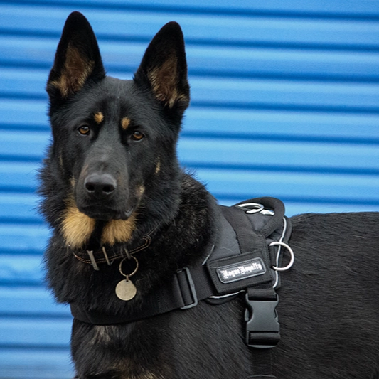Dog Harness - Quick Fit Black