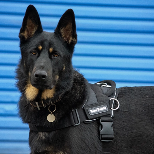 Dog Harness - Quick Fit Black