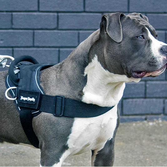 Dog Harness - Quick Fit Black