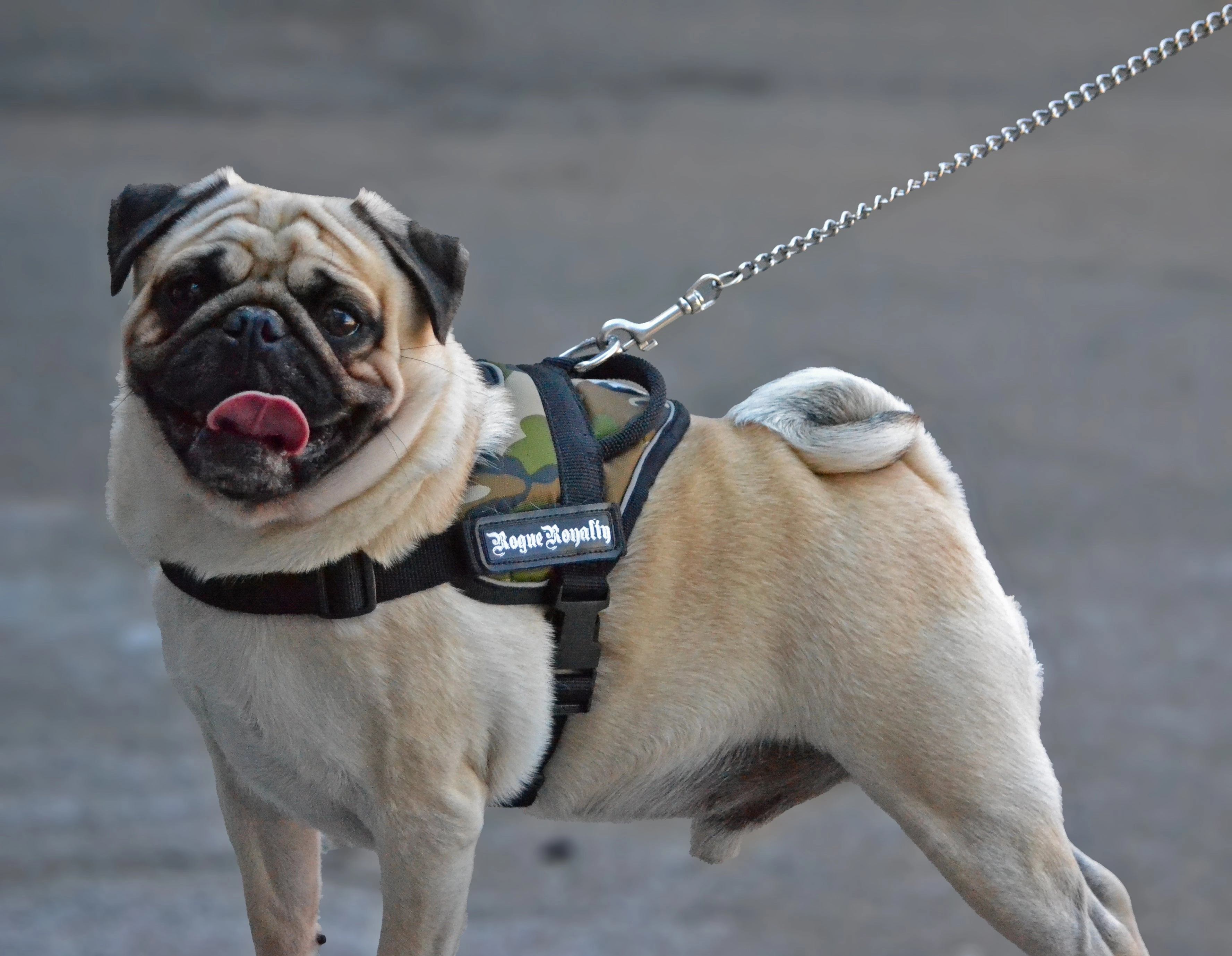 Dog Harness - Quick Fit Camo