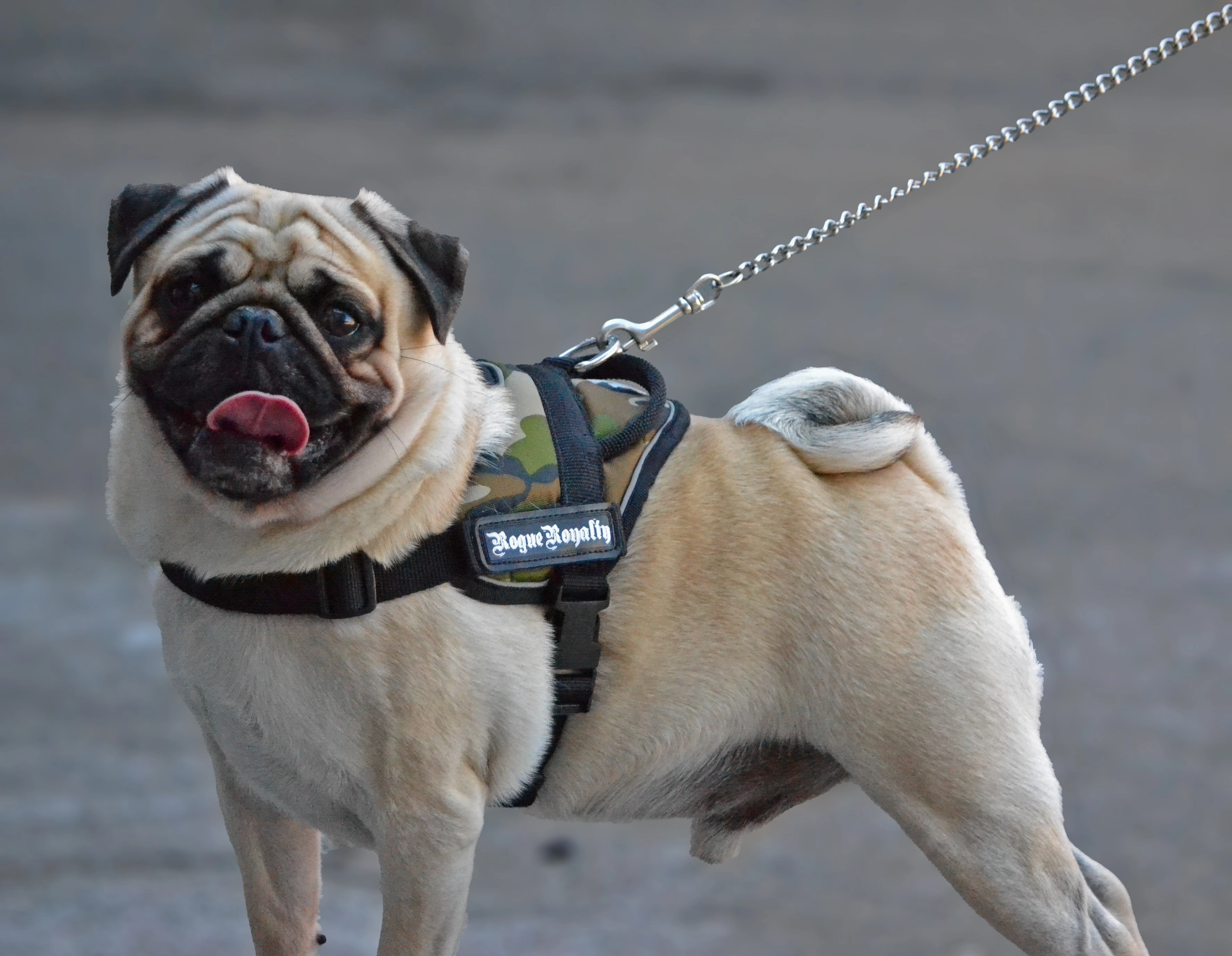 Dog Harness - Quick Fit Camo