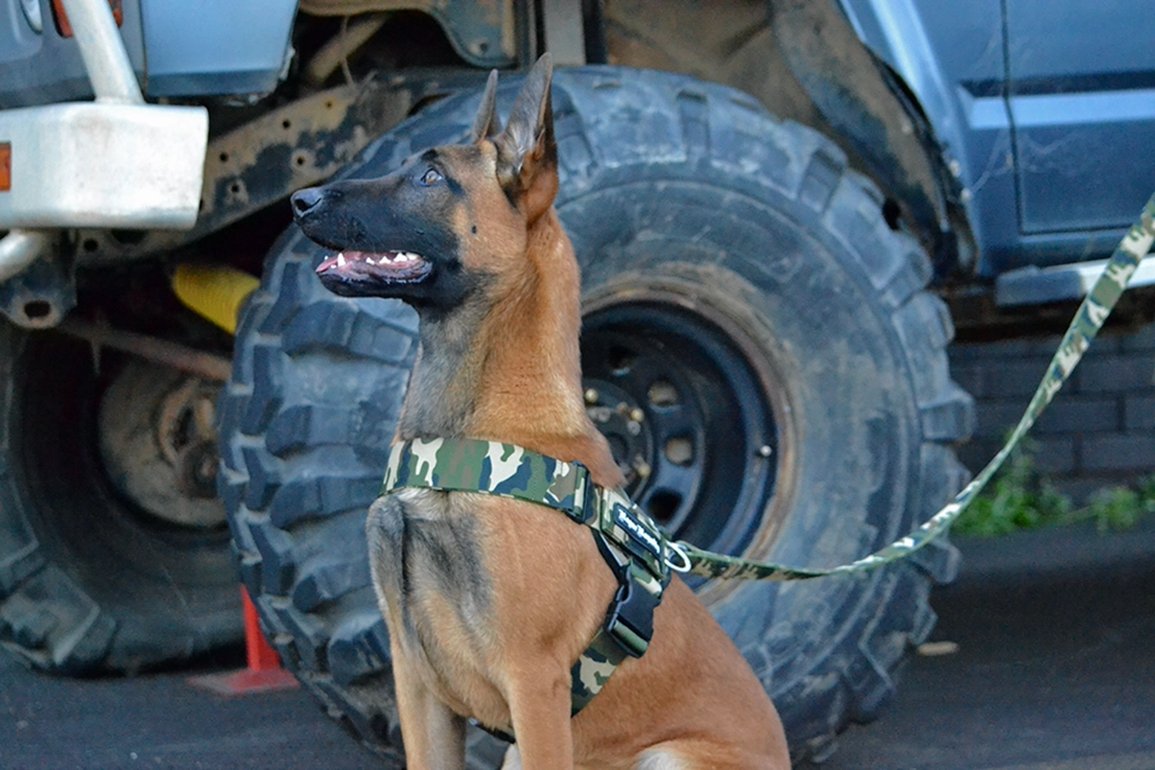 Dog Harness - Quick Fit Camo