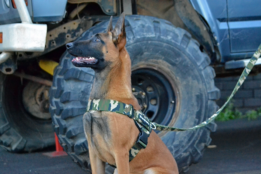 Dog Harness - Quick Fit Camo