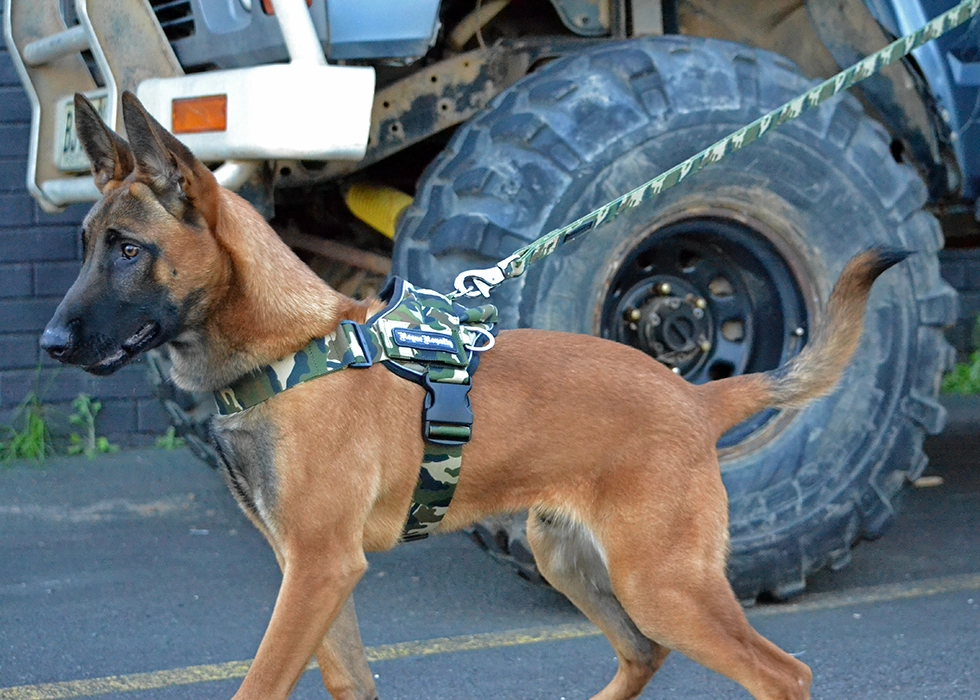 Dog Harness - Quick Fit Camo