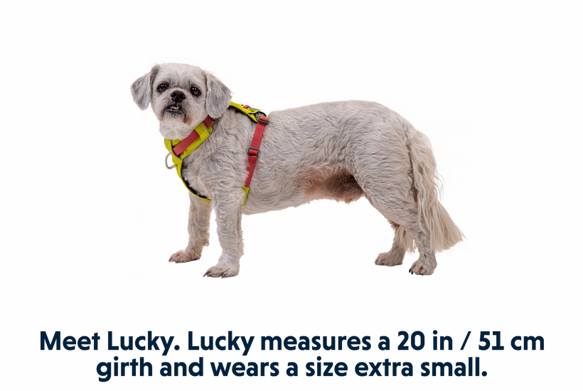 Hi & Light, Lightweight Adventure Dog Harness from Ruffwear