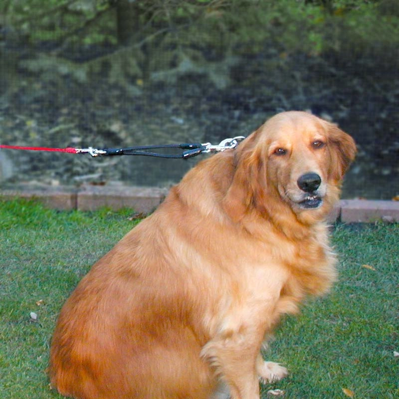 Leash Shock Absorber, Bungee Leash Attachment
