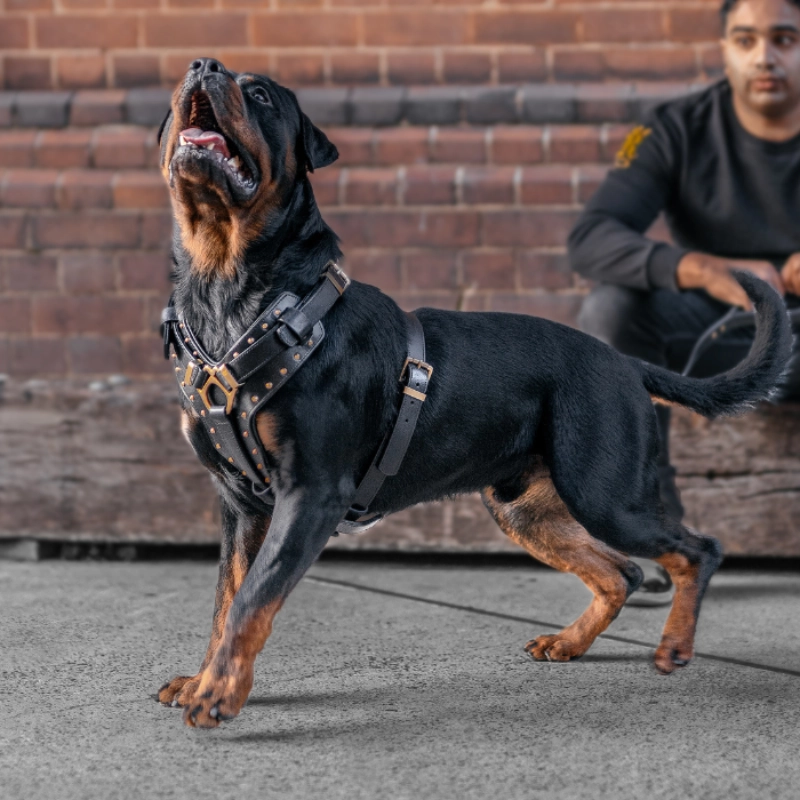 Leather Dog Harness -"Attila" Black/Brass