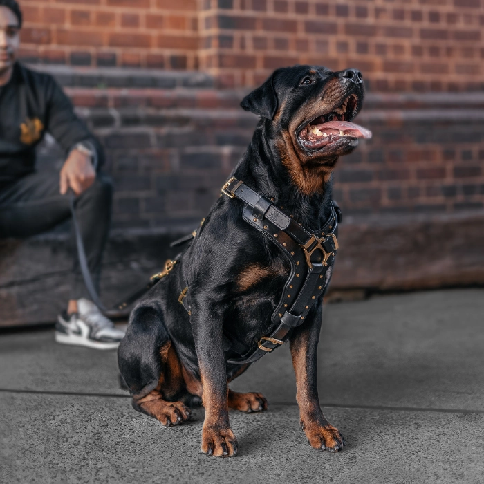 Leather Dog Harness -"Attila" Black/Brass