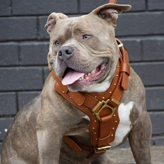 Leather Dog Harness - "Attila" Brown/Brass