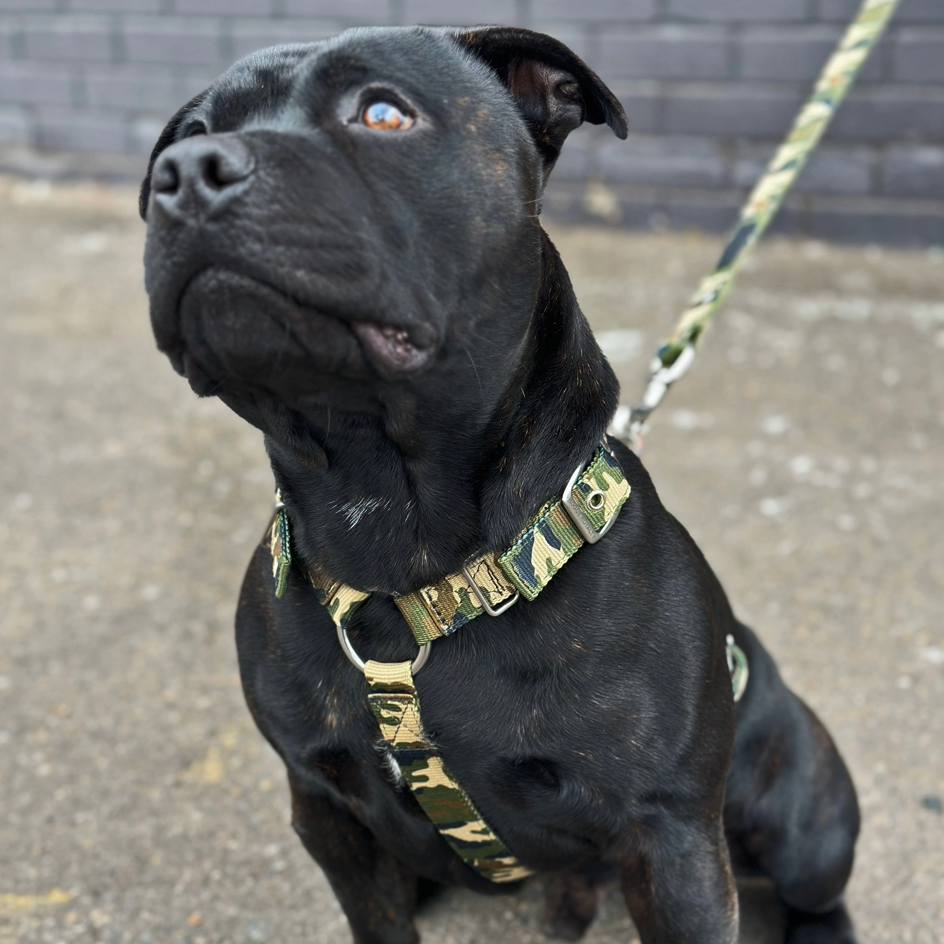 SUPATUFF? Dog Harness Camo (Slim Fit)
