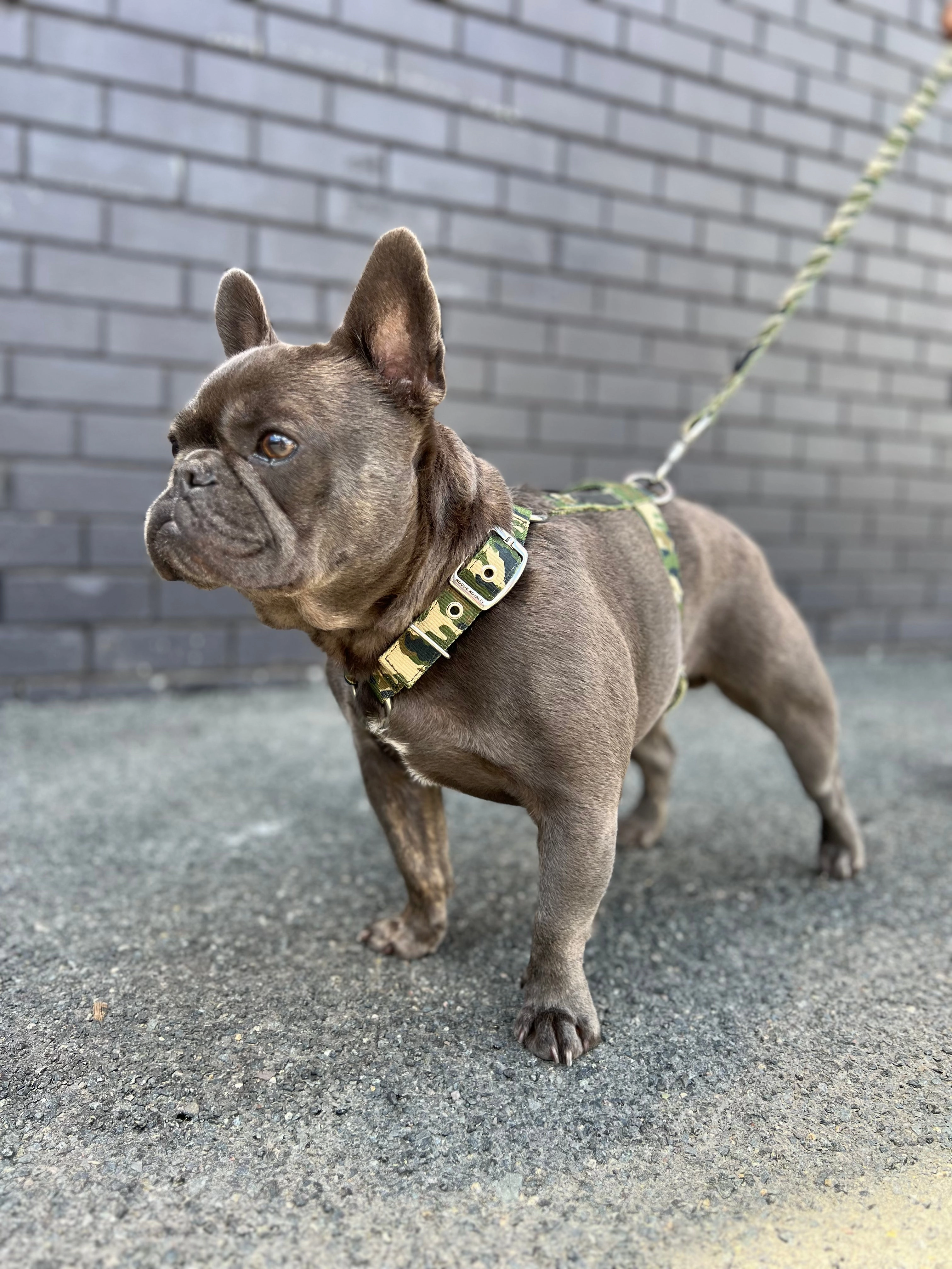 SUPATUFF? Dog Harness Camo (Slim Fit)