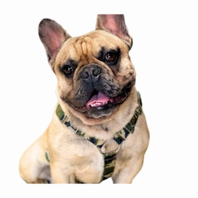 SUPATUFF? Dog Harness Camo (Slim Fit)