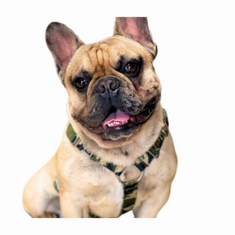SUPATUFF? Dog Harness Camo (Slim Fit)