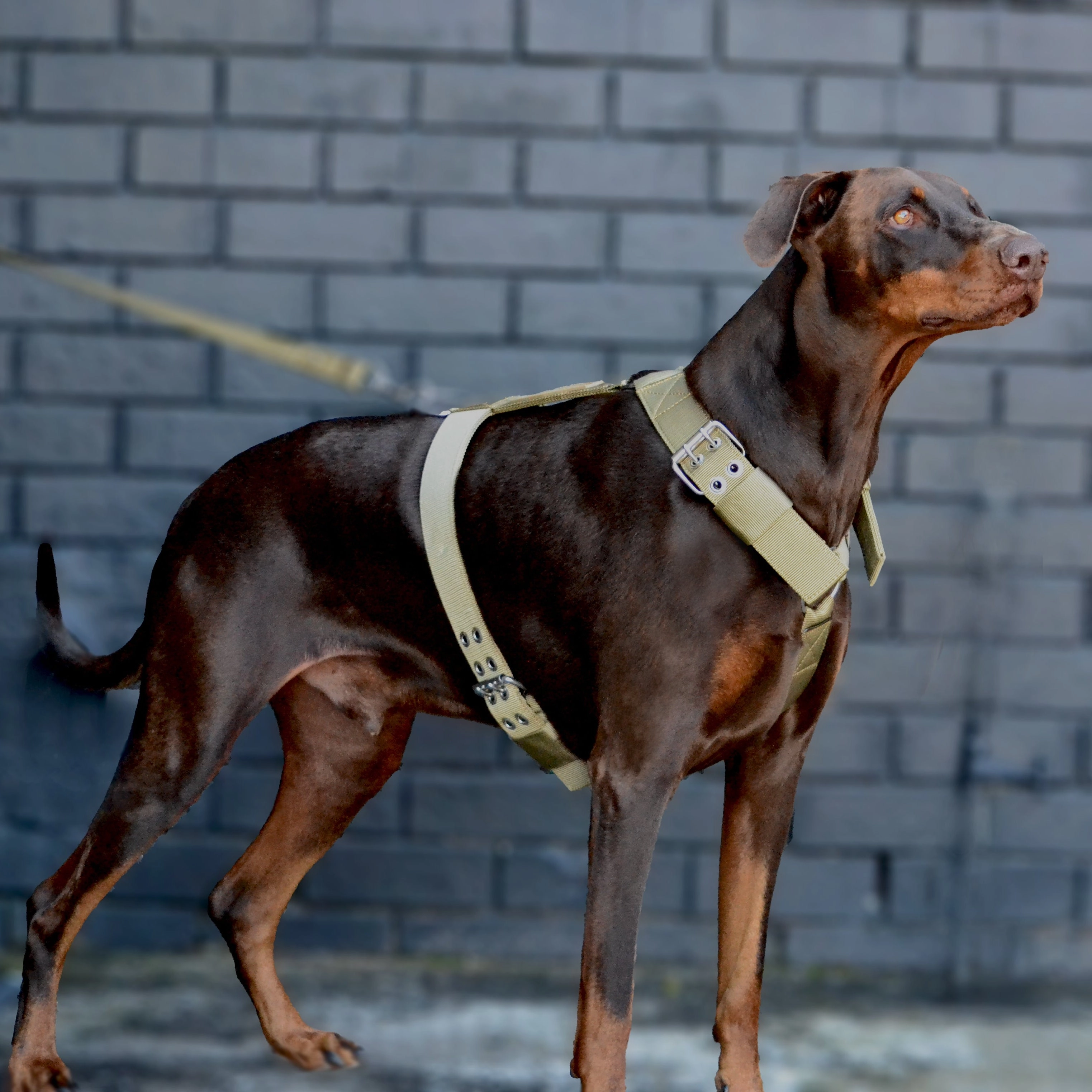 SUPATUFF? Dog Harness Heavy Duty Desert Wolf