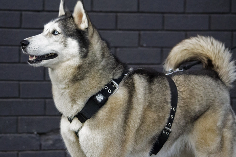 SUPATUFF? Strong Dog Harness Black (Regular Fit)