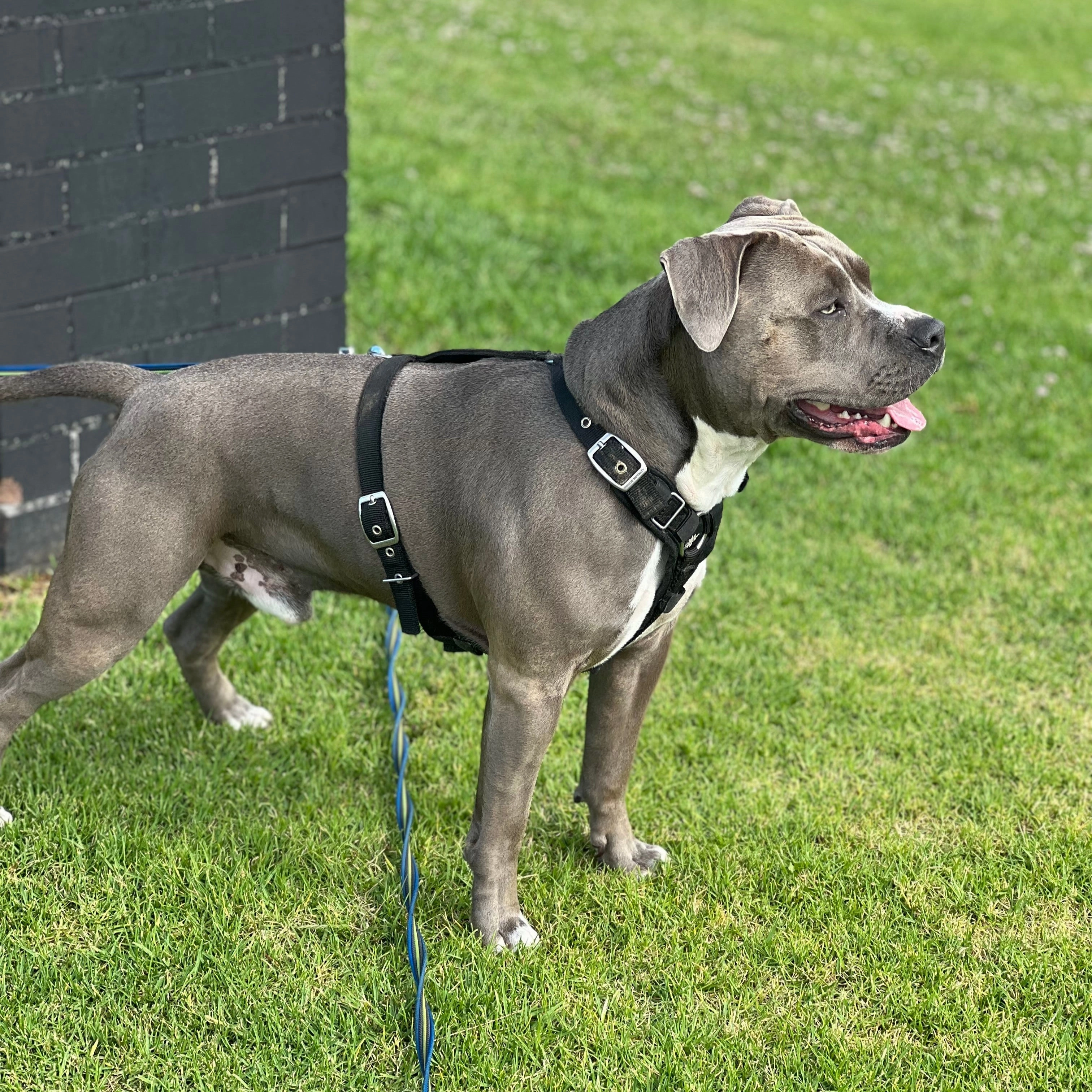 SUPATUFF? Strong Dog Harness Black (Slim Fit)