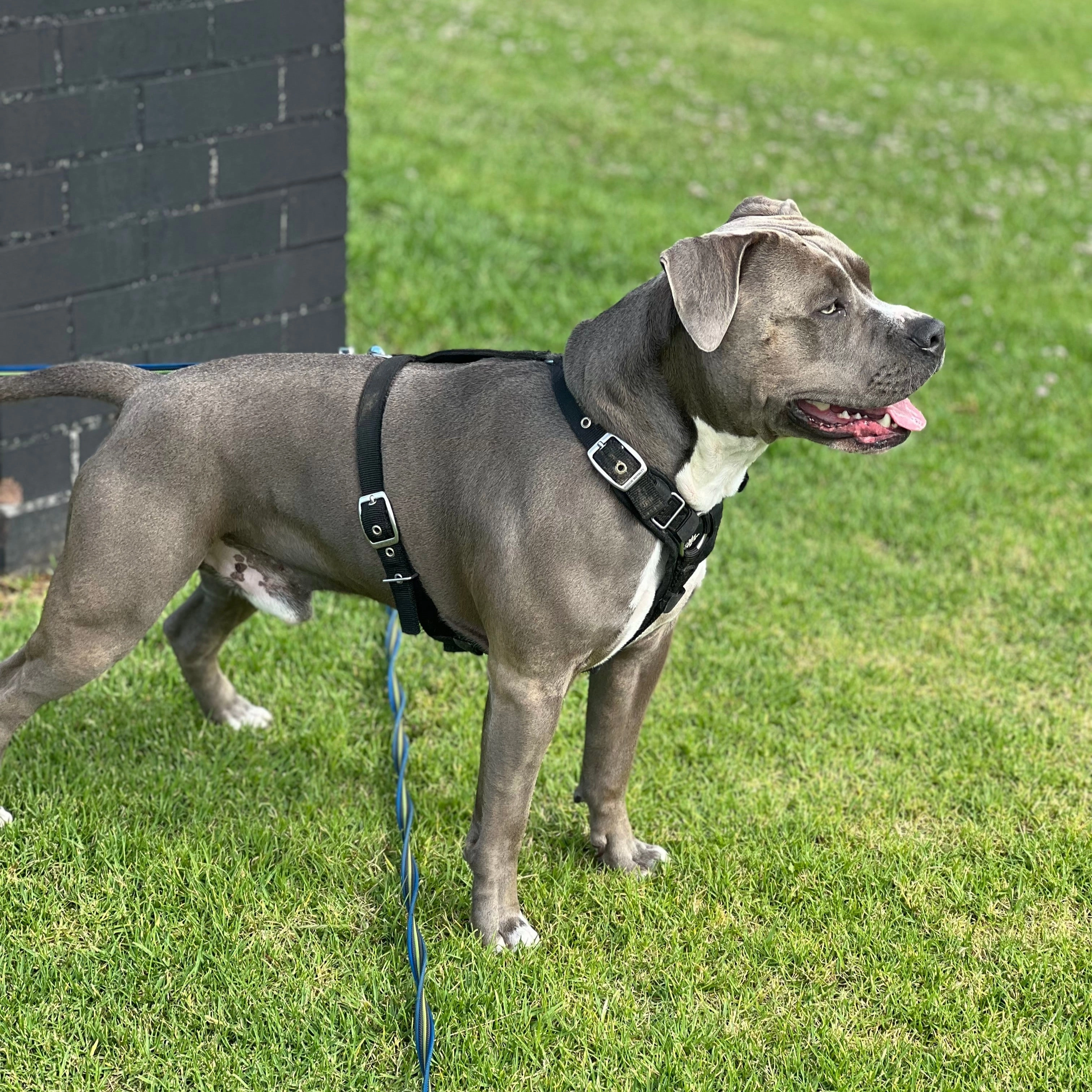 SUPATUFF? Strong Dog Harness Black (Slim Fit)