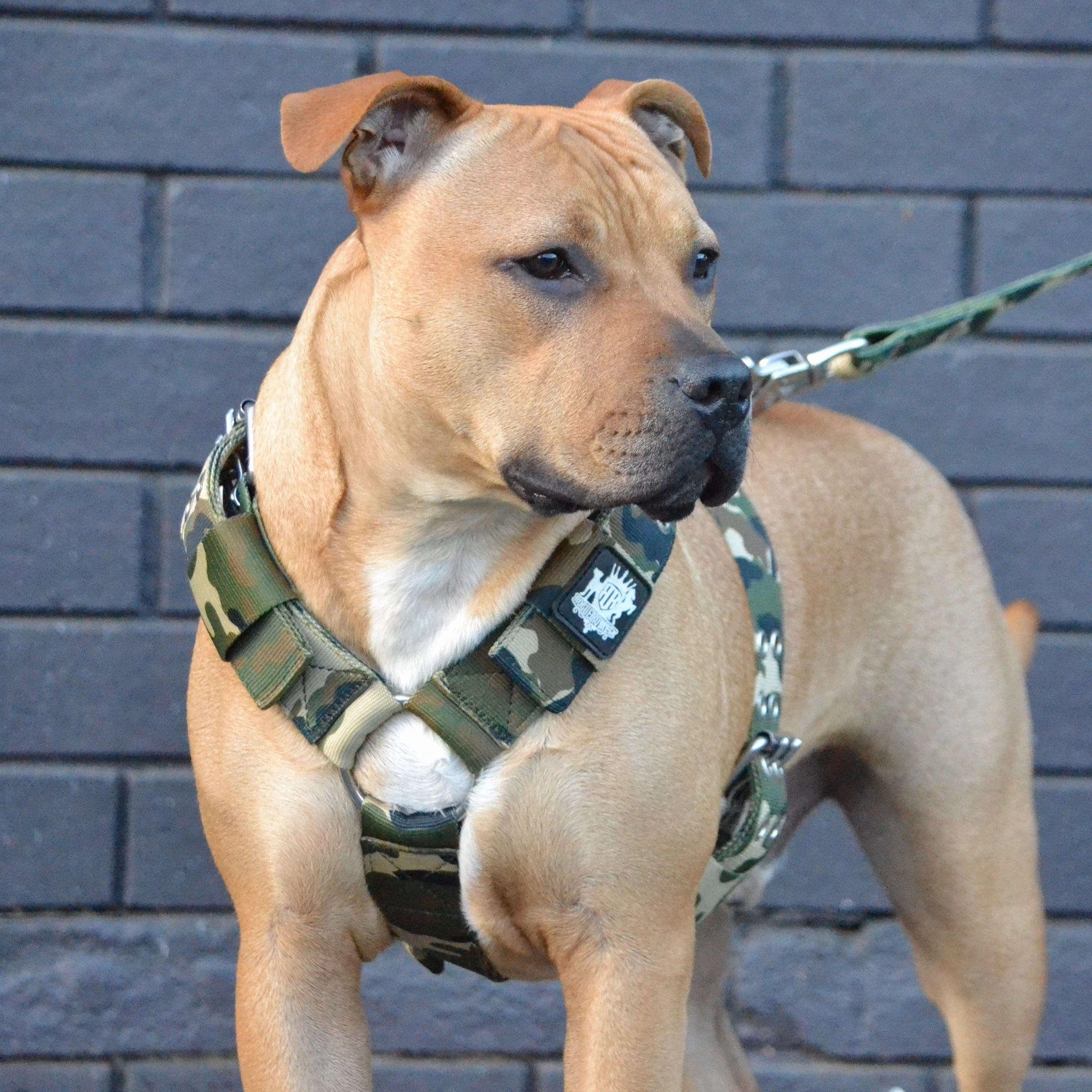 SUPATUFF? Strong Dog Harness Camo (Regular Fit)