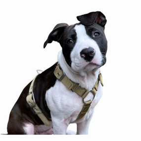 SUPATUFF? Strong Dog Harness Desert Wolf (Slim Fit)