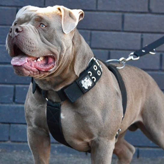 SUPATUFF? Strong Dog Harness Heavy Duty - Black
