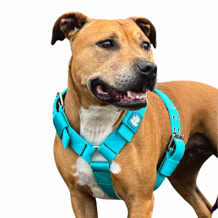 SUPATUFF? Strong Dog Harness Turquoise (Regular Fit)