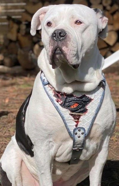 The ??Dragon's Eye?? Harness LIMITED!