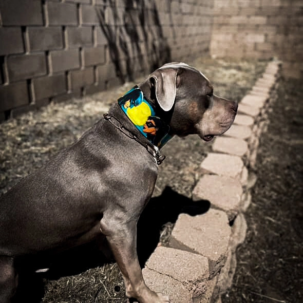 The BCW Limited Collar
