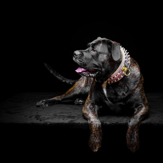 The Candy Dog Collar