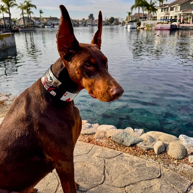 The Harley Limited Collar