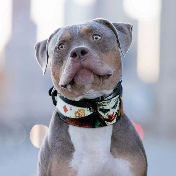The JK Limited Collar