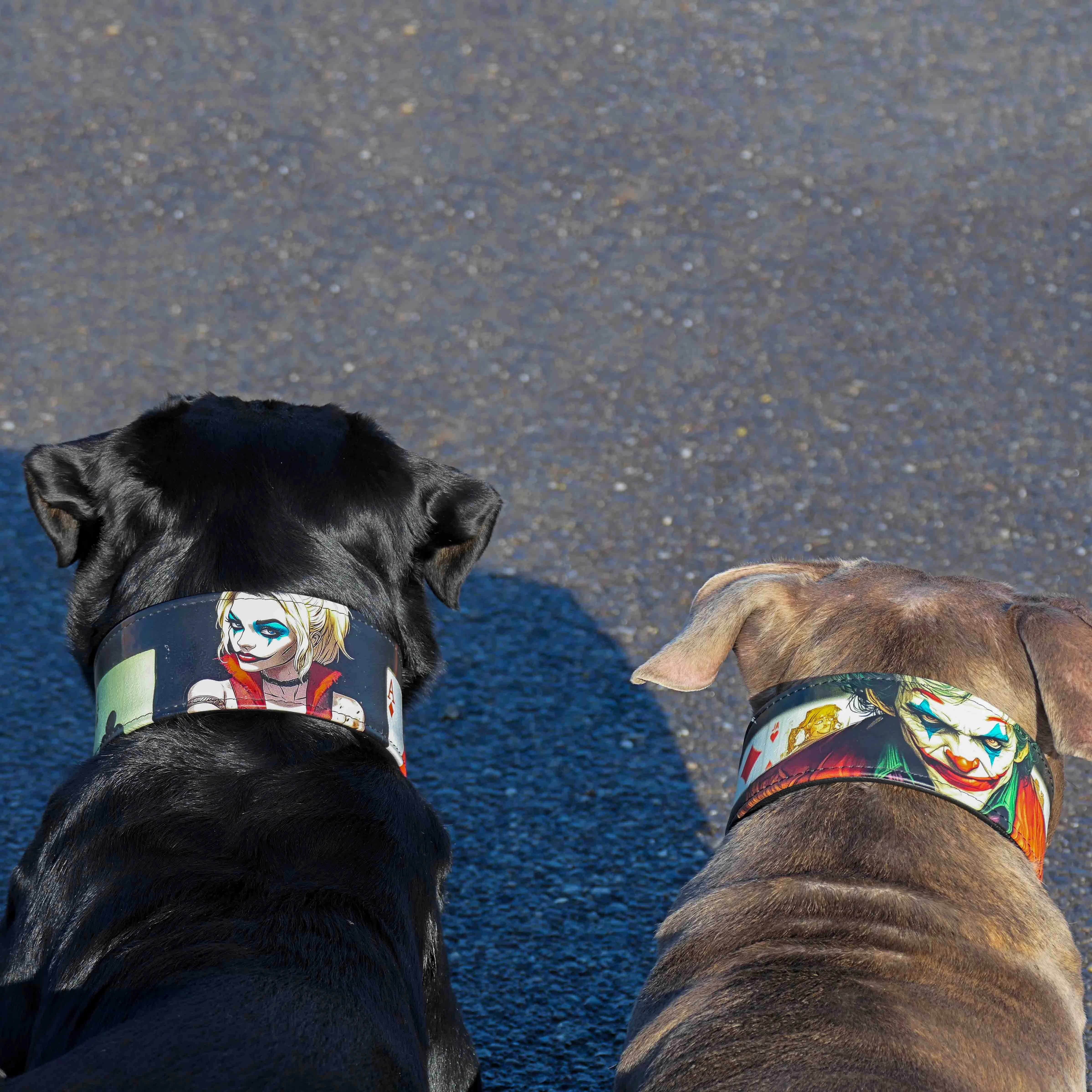The JK Limited Collar