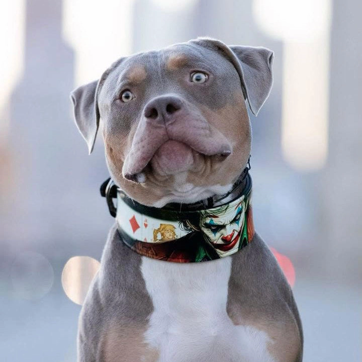 The JK Limited Collar