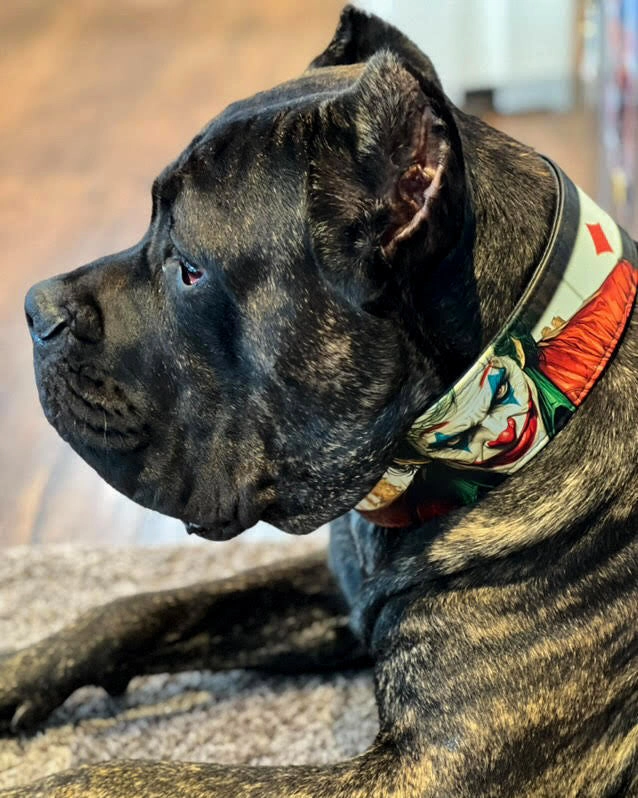 The JK Limited Collar