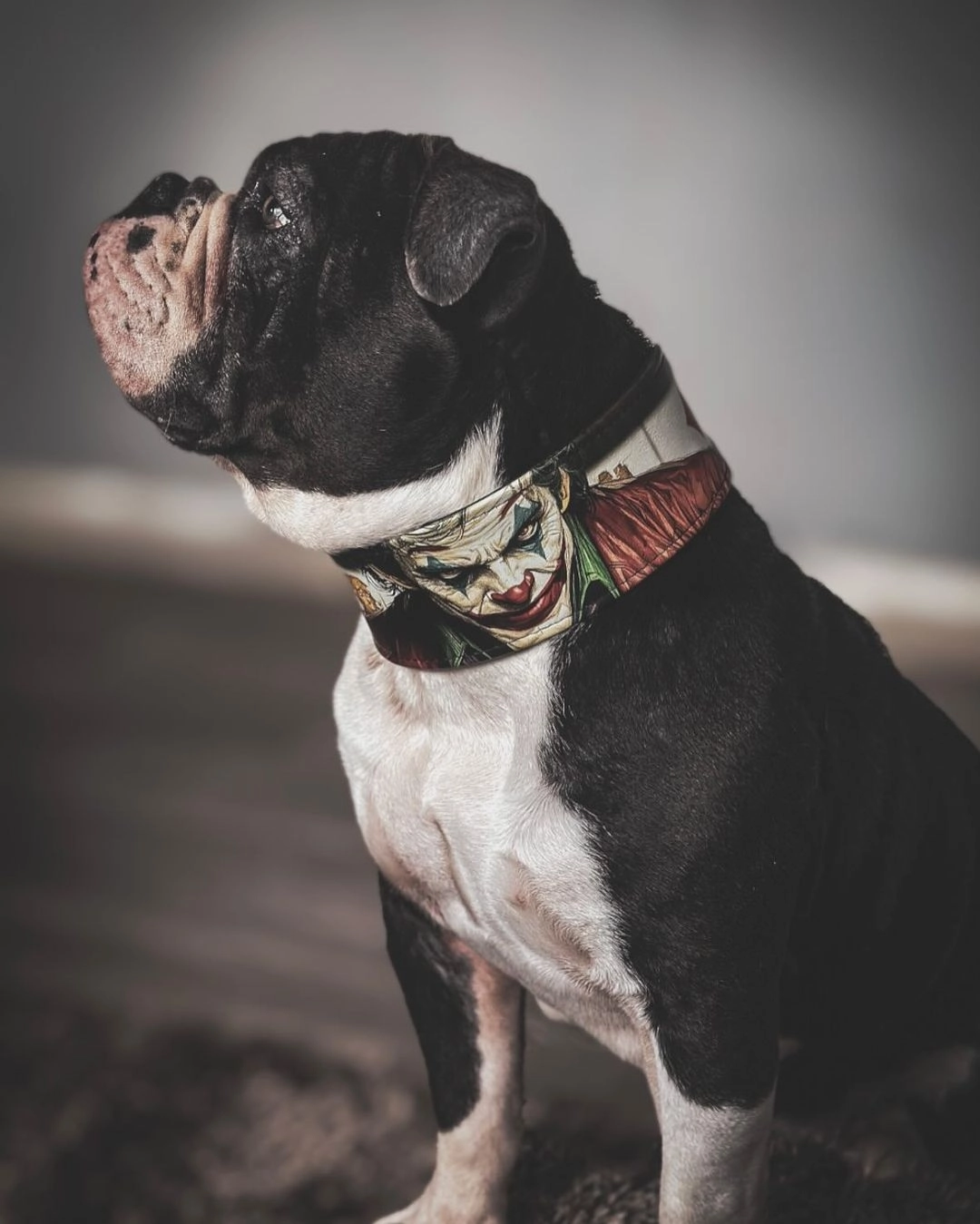 The JK Limited Collar