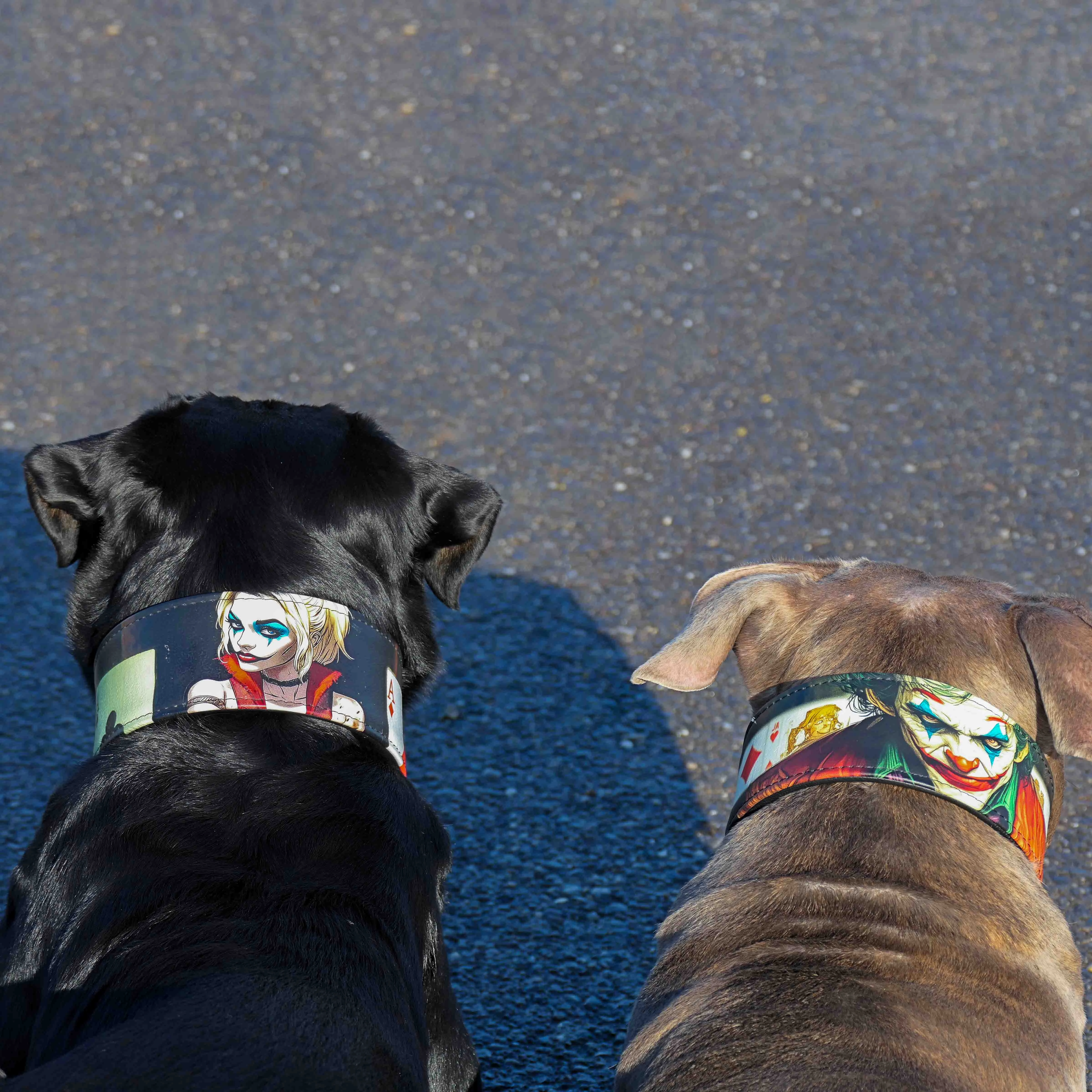 The JK Limited Collar