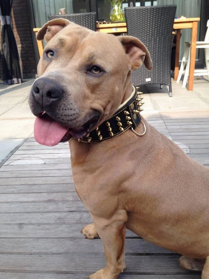 The "Gold Giant" collar