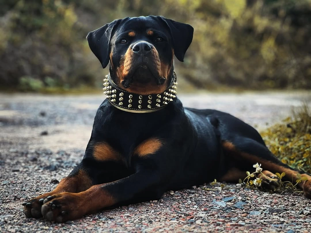The "Gold Giant" collar