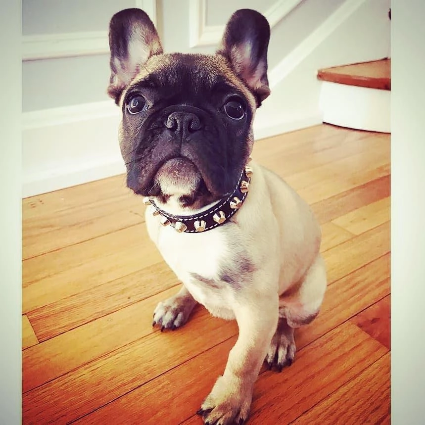 The "Rock" collar