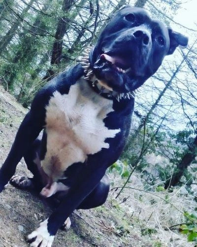 The "Steel" collar