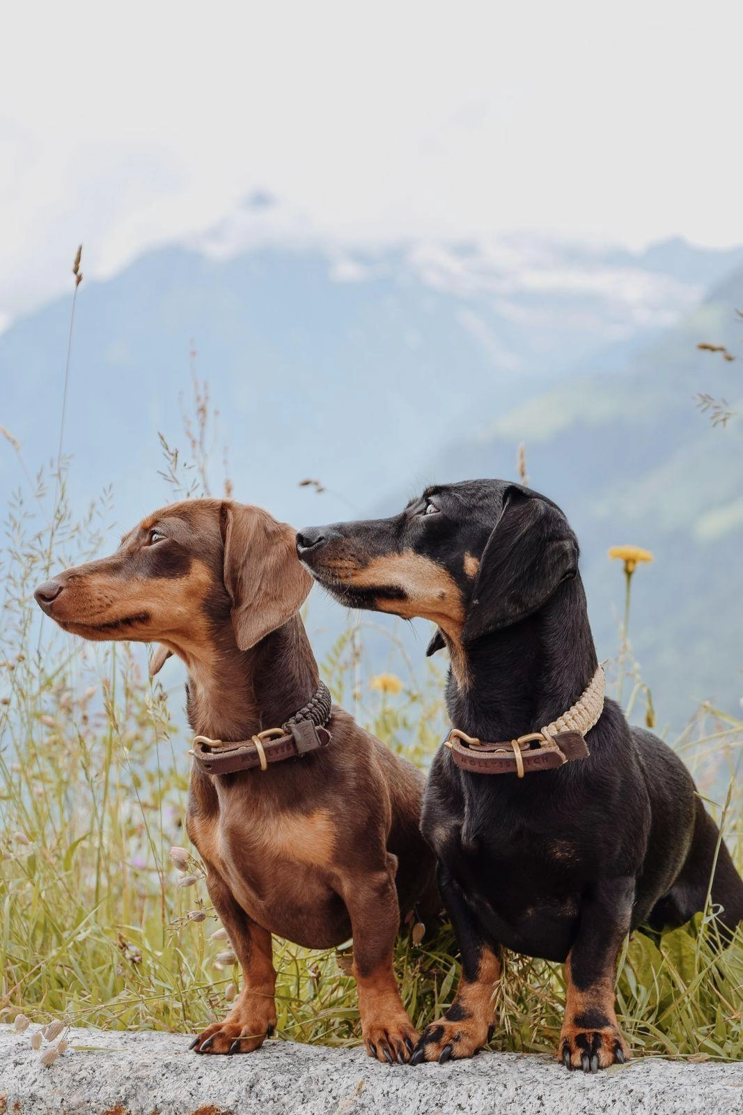 Touch of Leather Dog Collar - Chocolate