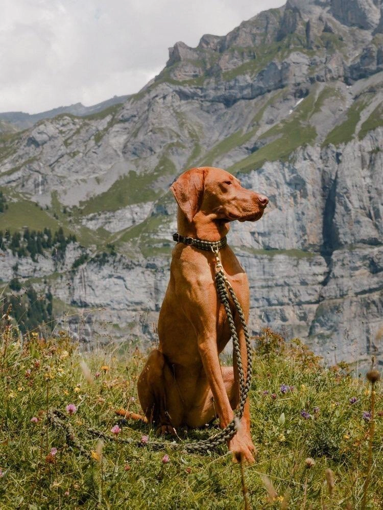 Touch of Leather Dog Collar - Military