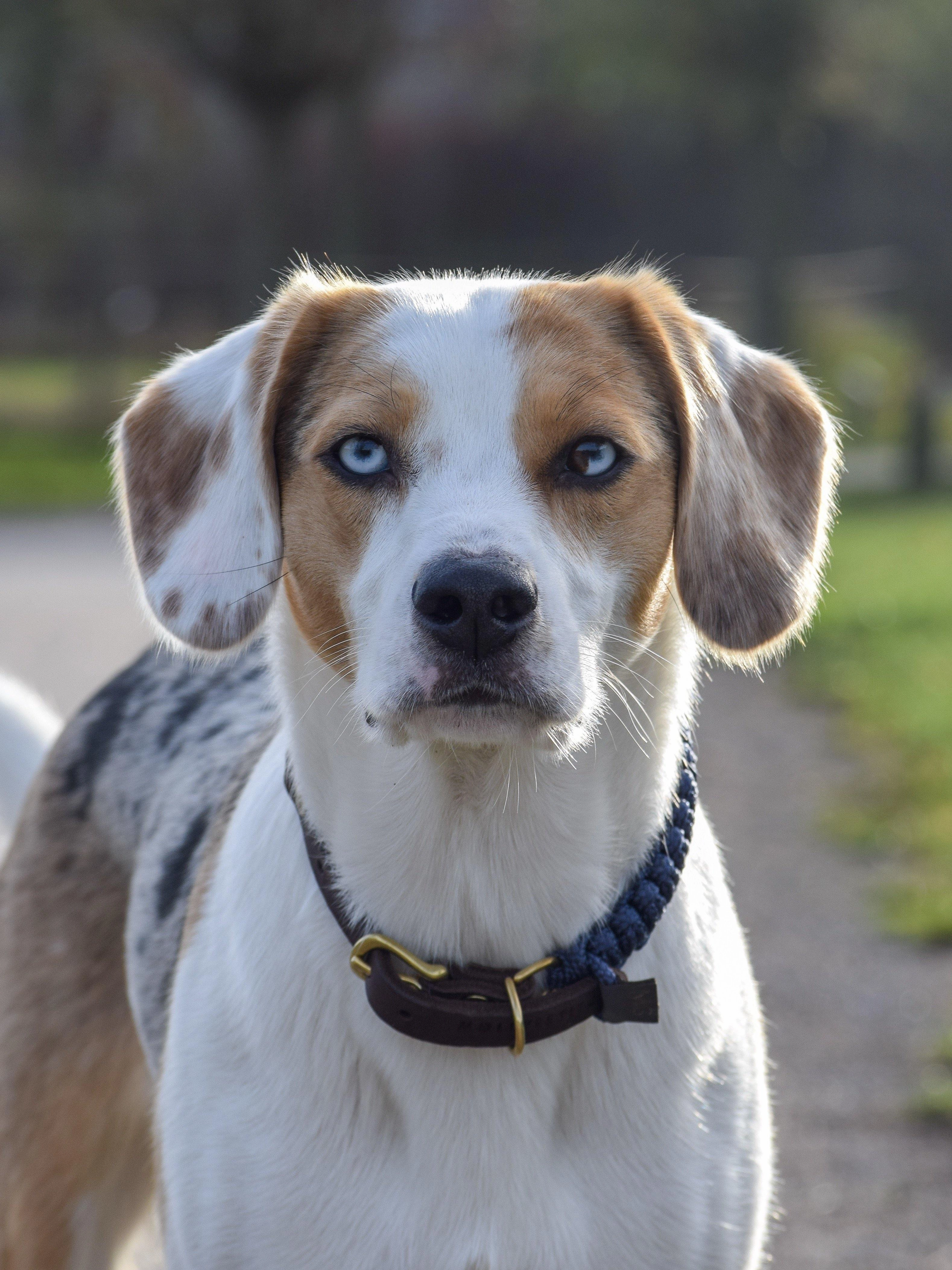 Touch of Leather Dog Collar - Navy