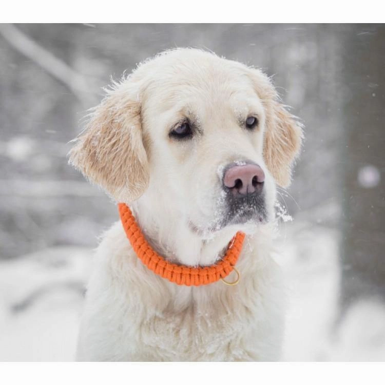 Touch of Leather Dog Collar - Pumpkin