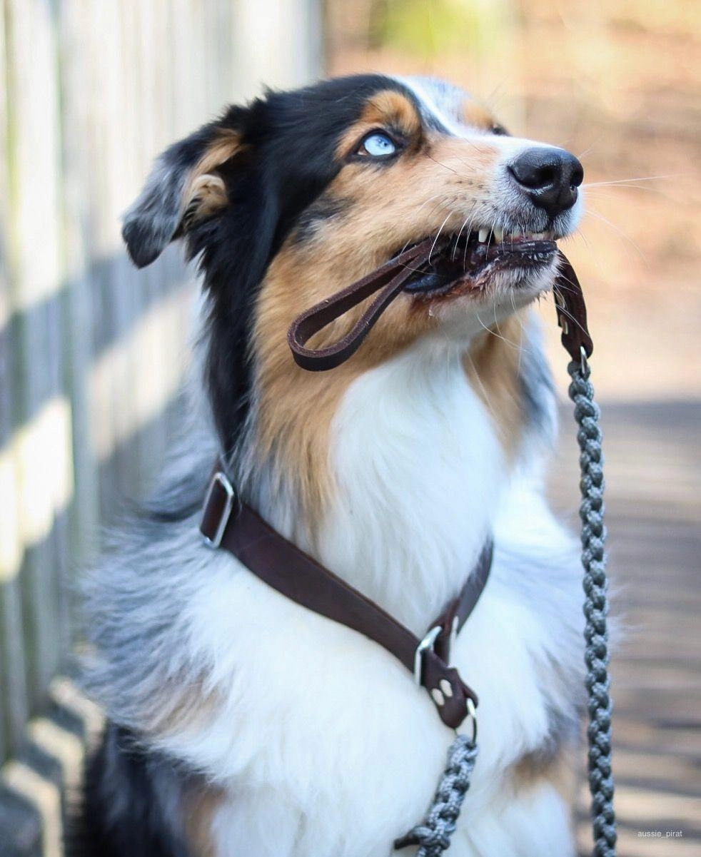 Touch of Leather Retriever Dog Leash - Nero